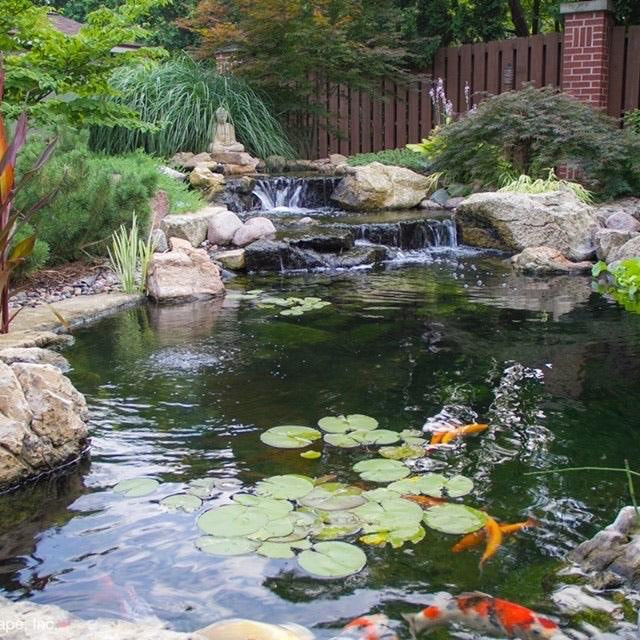 Is Wetland Filtration Right for Your Next Project? - Aquascape Australia