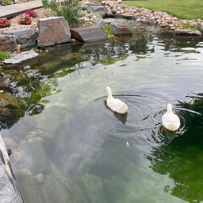 Early Autumn Pond Care Tips for a Healthy Pond