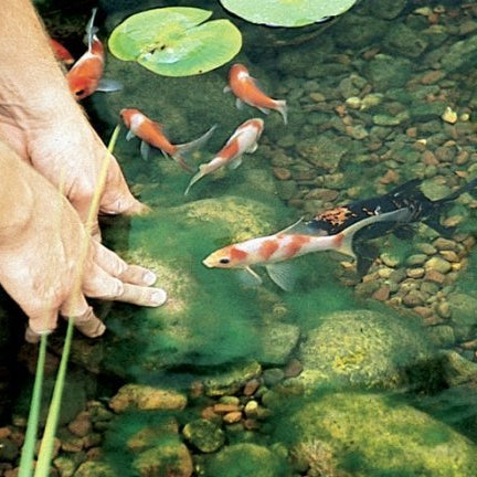 How to Control Pond Algae in Australia