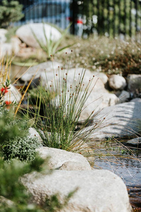 Why You Should Have Marginal Plants In Your Pond - Aquascape Australia