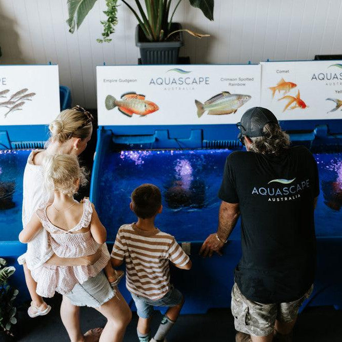 Summertime Fish Feeding Tips - Aquascape Australia