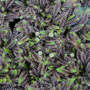 6 Ground Covers for Pond Pathways - Aquascape Australia