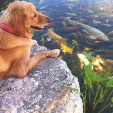 5 Critical Tips for the Summer Pond Season - Aquascape Australia