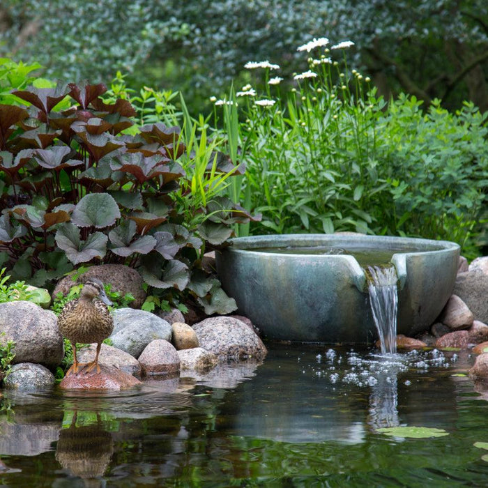 6 Common Pond Myths Debunked! - Aquascape Australia