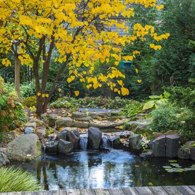 Enjoy Your Water Feature During Autumn - Aquascape Australia