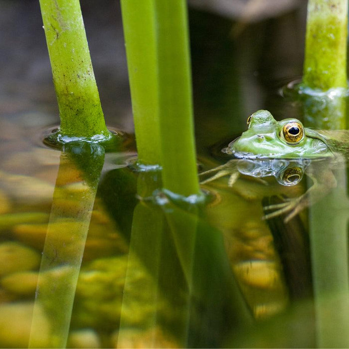 How To Stop Pond Water Turning Brown - Aquascape Australia