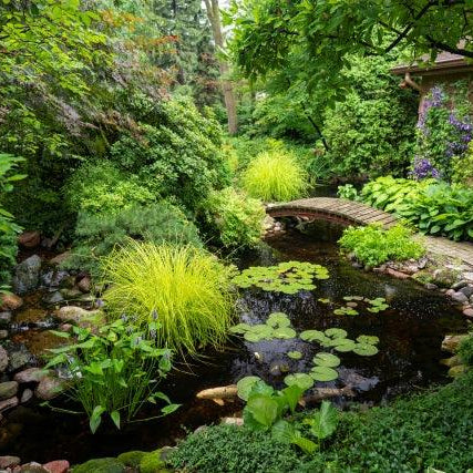 Treating and Controlling Pond Algae - Aquascape Australia