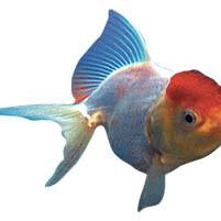 The Best Fish for Outdoor Ponds in Australia - Aquascape Australia