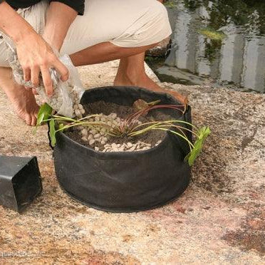 How to Plant a Water lily - Aquascape Australia