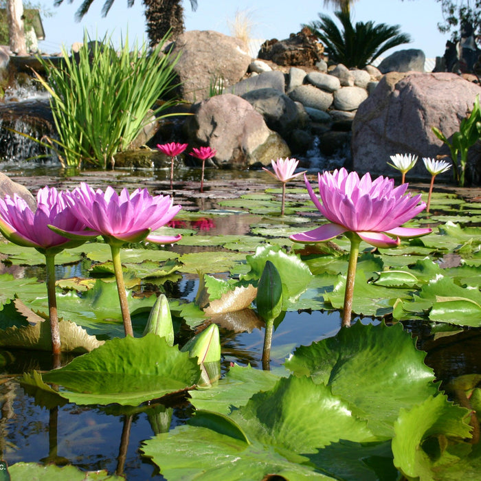 8 Spring Maintenance Tips for Your Pond - Aquascape Australia