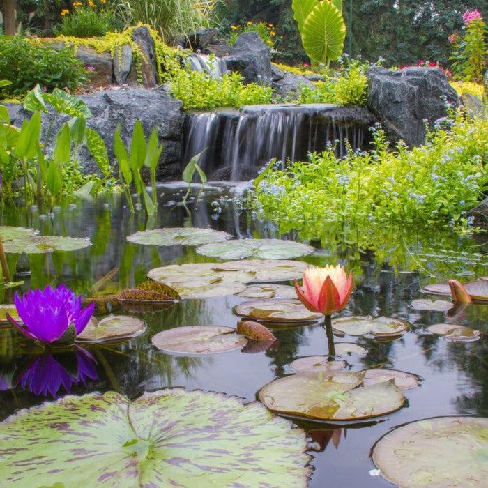 How to Look After Your Pond in Autumn - Aquascape Australia
