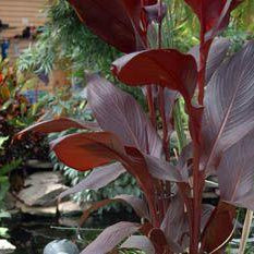 Red Leaved Canna | Aquascape Supplies Australia - Aquascape Australia