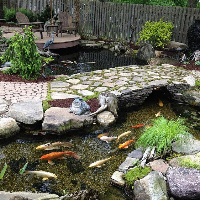 Tips for Achieving a Crystal Clear Backyard Pond - Aquascape Australia