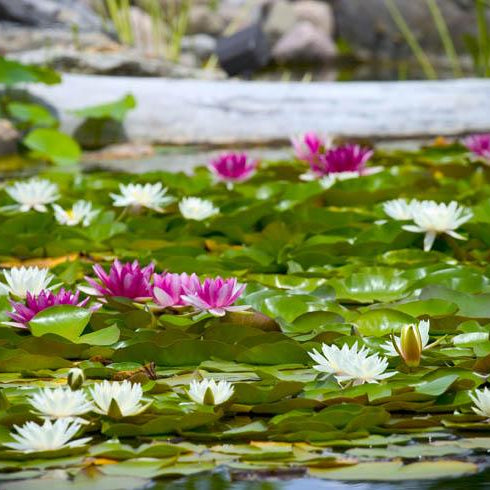 Caring for Aquatic Plants in Autumn - Aquascape Australia