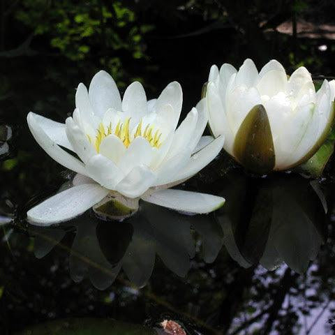 White in the Water Garden - Aquascape Australia