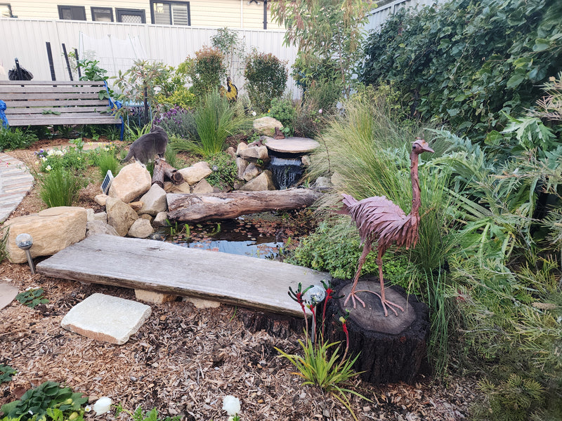 Alison Wise 's Pond project in Croydon Park 