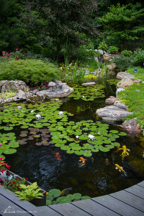 Large Pond Kit with AquaSurge 20000 pump 6.4mx7.9m