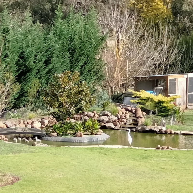 Ann E.'s Pond project in 